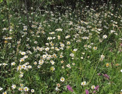 Прикрепленное изображение: IMGP6601.jpg